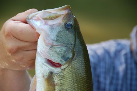 fisherman holding a large mouth bass closeupの写真素材