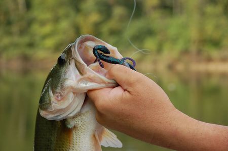 fisherman holding a large mouth bass closeup