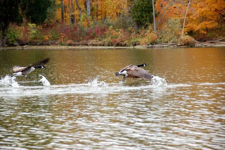 Canadian geese flying low over lake waterの写真素材