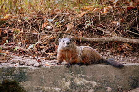 ground hog sitting on concrete retaining wall close up 