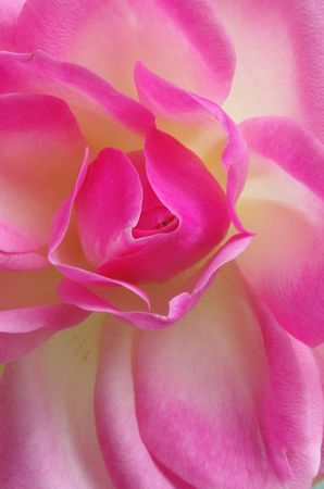 Pinkの写真素材