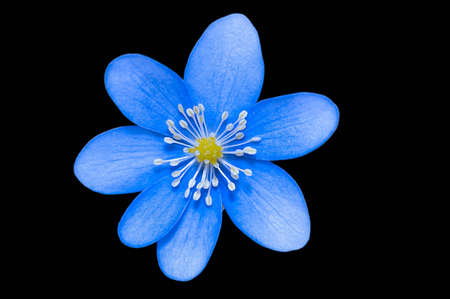 Blue flower on black backgroundの写真素材