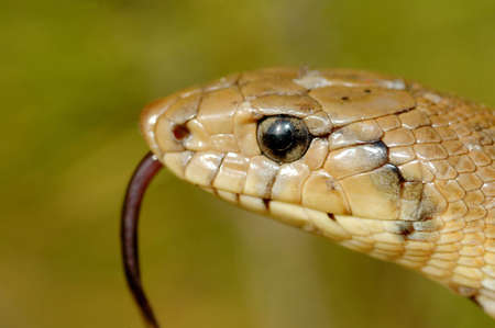 A portrait of a snake (Elaphe scalaris)の写真素材