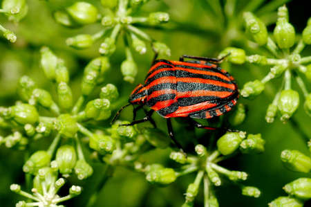 A red and black stripped bug on a plantの写真素材