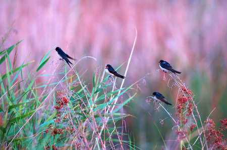 A group of swalows with the first light in the morningの写真素材
