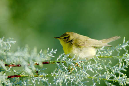 A Common Chiffchaff (Philloscopus collybita)の写真素材
