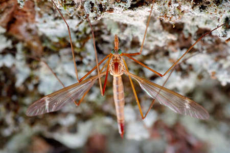 A Macro of a Mosquito waiting hiddenの写真素材