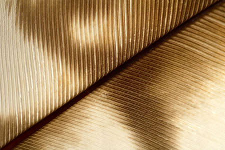 Feather detail - texture, pattern or backgroundsの写真素材