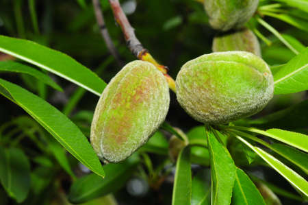 Unripe green almonds on tree.の写真素材