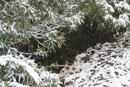 snow sceneの写真素材