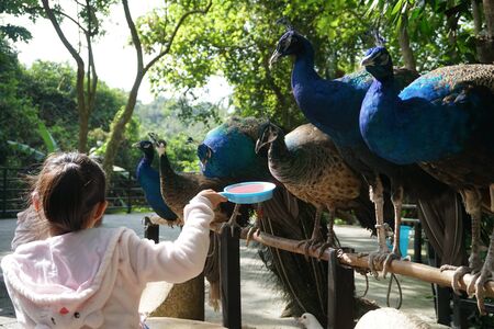 feed peacockの写真素材