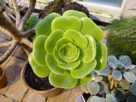 Fleshy flowerの写真素材