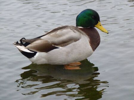 Duckの写真素材