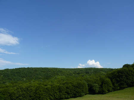 Forest Skyの写真素材