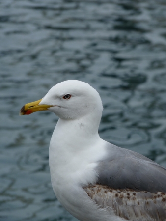 Seagullの写真素材