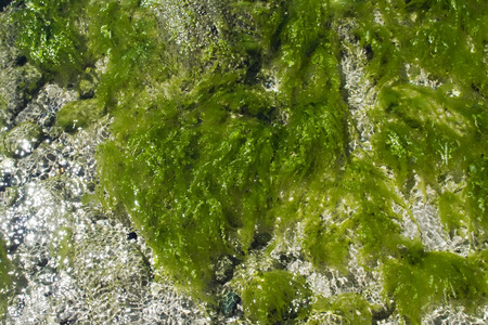 Algae on blacksea beach. Turkey