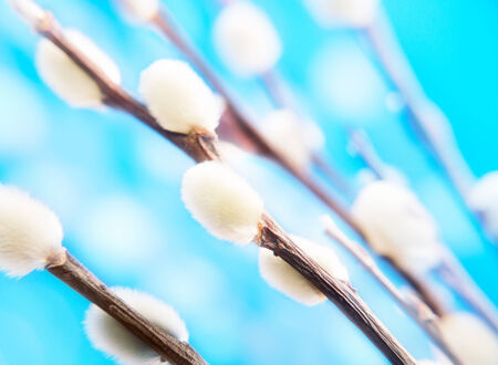 Fluffy pussy willow against vibrant blue backgroundの写真素材