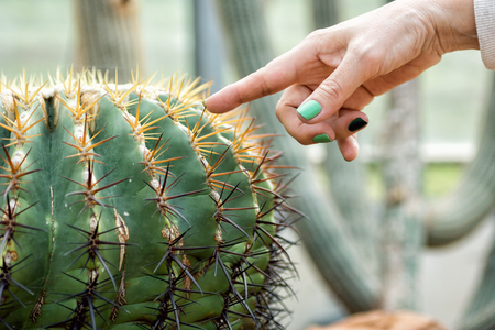 Woman finger with green nail polish touching cactus thorn. Danger, health conceptの写真素材