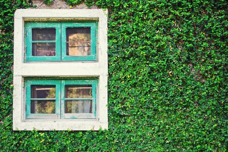 Old Wall With Window Overgrown with wild green plant. Exterior design, outdoor garden background. Text spaceの写真素材