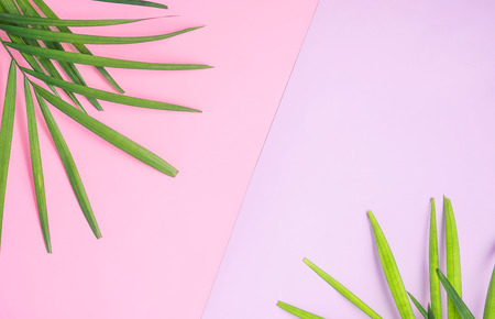 tropical mock up: palm leaves on colorful pink and purple  background. Travel concept. Trendy colors. Text spaceの写真素材