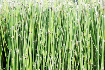 Green grass stems background. Travel botanical concept. Text spaceの写真素材