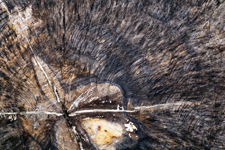 Dark tree stump textured surface. Grungy abstract background. Text spaceの写真素材