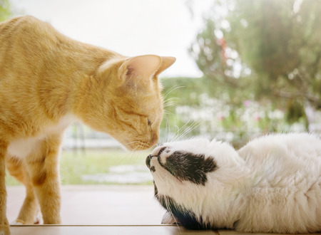 Two cats kissing at street in spingtime outdoors. Focus on noses. Text spaceの写真素材