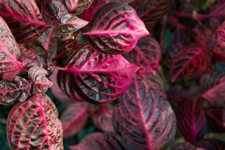 Purple and pink Iresine Herbstii leaf background. Home and esterior design concept. Text spaceの写真素材