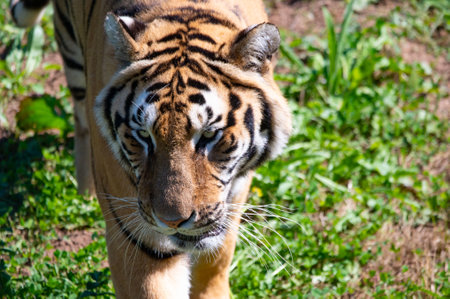 photo of tiger in the park of cabÃ¡rceno Spainの写真素材
