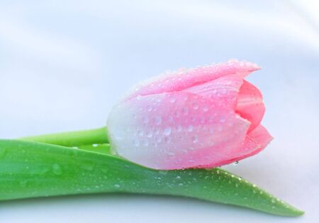 beautiful fresh pink tulip with dewの写真素材