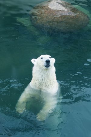 Big white bear in zooの写真素材