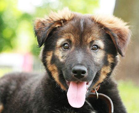 Outdoor puppy portraitの写真素材