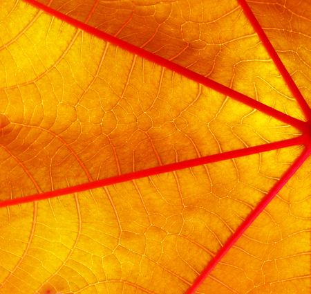 Leave background macro textureの写真素材