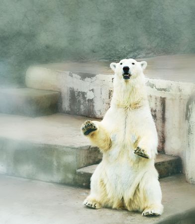 Polar bear in zooの写真素材