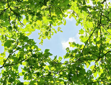 Green leaves and sunny beamsの写真素材