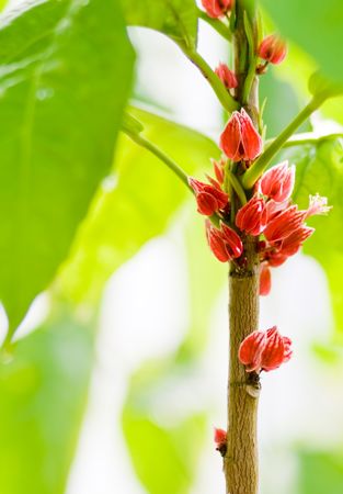Beautiful tropical plant with little red flowersの写真素材