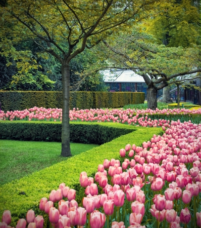 Beautiful flower fields with tulip in Keukenhof garden, Hollandの写真素材