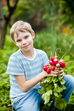 Happy boy with radish harvestの写真素材