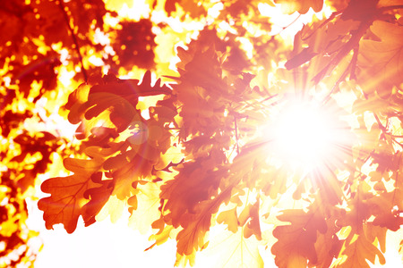 Sun beams and autumn leavesの写真素材