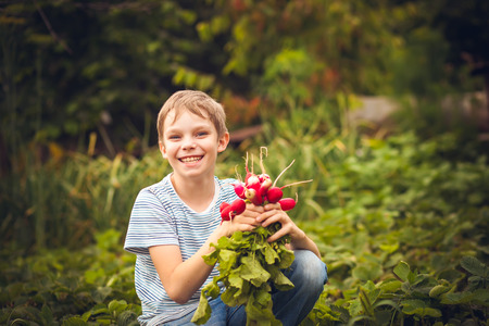 Happy boy with radishes harvestの写真素材