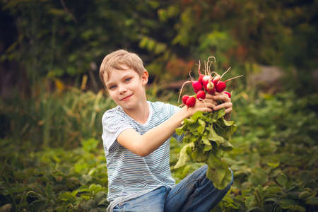 Happy boy with radishes harvestの写真素材