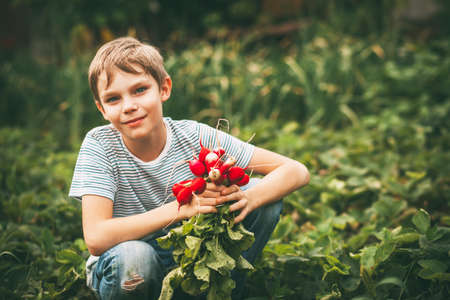 Happy boy with radishes harvestの写真素材