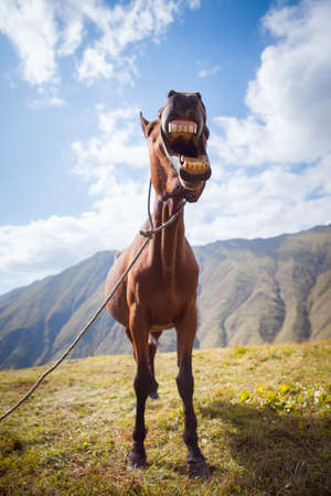 Funny horse laugh in mountain valley, Kazbegi, Georgiaの写真素材