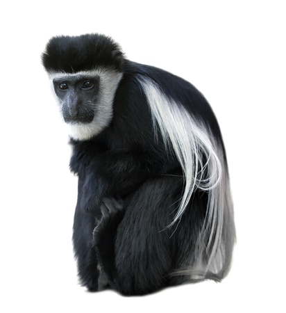 Abyssinian black-and-white colobus - monkey.の写真素材