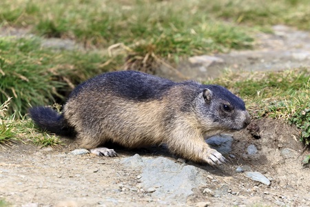 Alpine marmot - High Tauern National Park, Austriaの写真素材