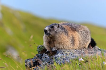 Ground squirrel in mountainous areas - Europeの写真素材