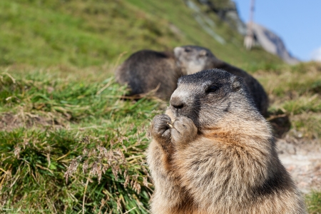 Alpine marmot - High Tauern National Parkの写真素材