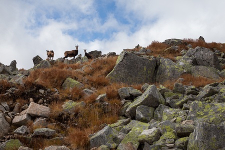 Family chamois in the mountains.の写真素材