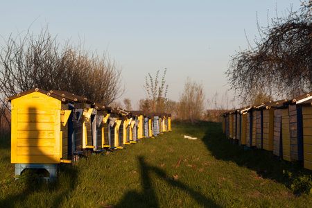 Painted wooden beehives.