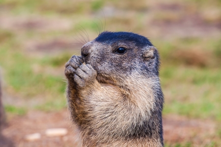 Alpine marmot  Marmota marmota  while eating の写真素材